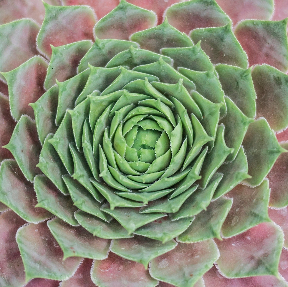 An Unfolding Flower: Spiritual Growth, Development and Biographical Journeys of Families and Caregivers with Adam Blanning, M.D. February 25
